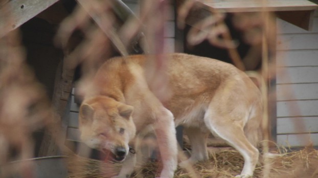 みえない汚染・飯舘村の動物たち